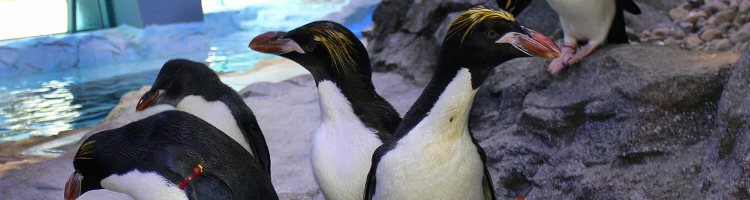 Macaroni Penguin - Polk Penguin Conservation Center