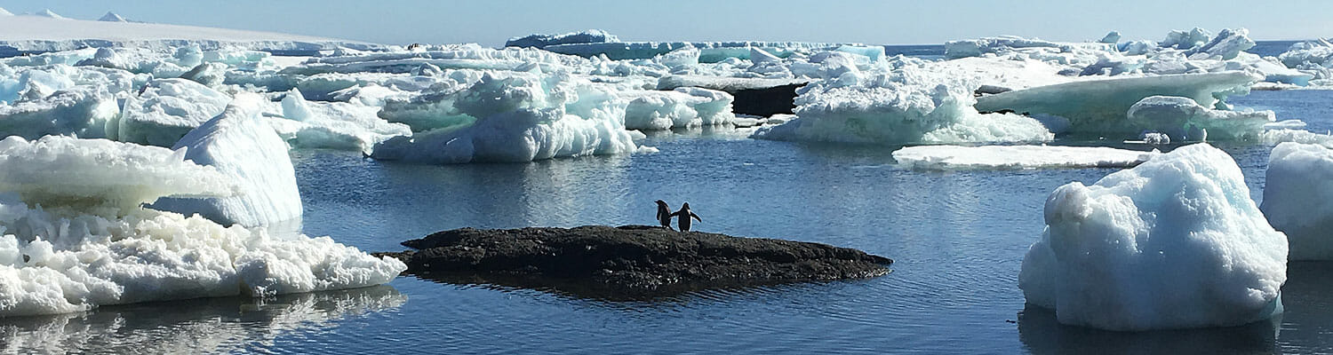 Penguins in Antartica