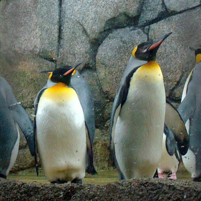 Detroit Zoo - King Penguin