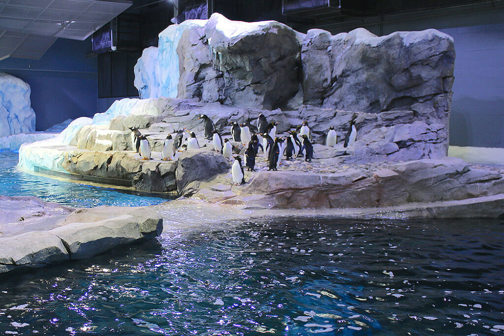 Penguin Habitat - Polk Penguin Conservation Center