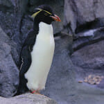 Rockhopper Penguin - Polk Penguin Conservation Center