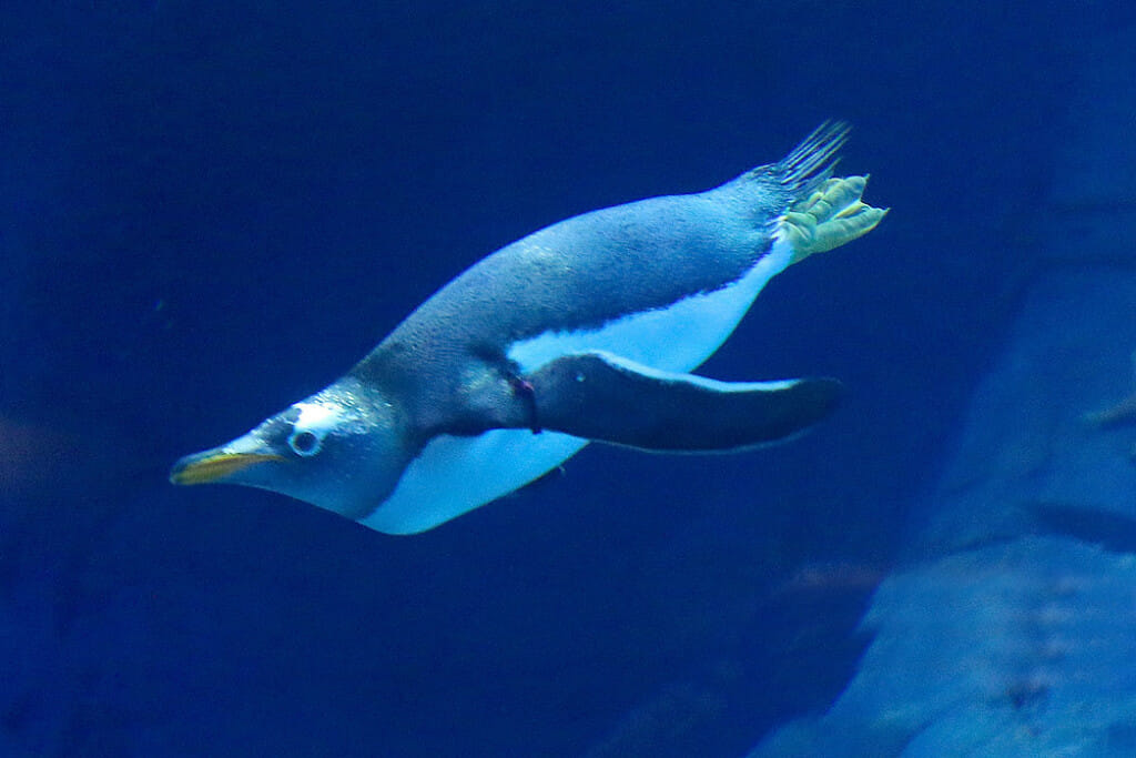 Gentoo Penguin - Polk Penguin Conservation Center