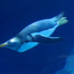 Gentoo Penguin - Polk Penguin Conservation Center