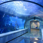 Tunnel - Polk Penguin Conservation Center